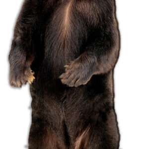 Standing Bear Animal Wall Art Laser Cut Out Sign 12x24