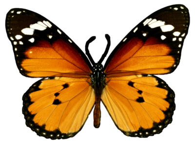 Butterfly Gold And Red 12.5x17 Inches RVG2738V