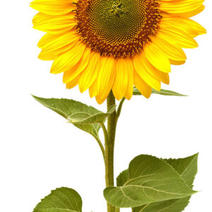 Sunflower Laser Cut Out Wall Decor Country Metal Sign 12.8x23